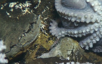 Two shrimp on a section of sea floor occupied by octopuses.